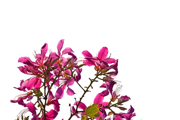 Цветок баухинии — стоковое фото