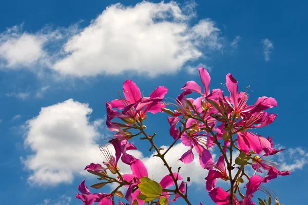 Flor de Bauhinia — Fotografia de Stock