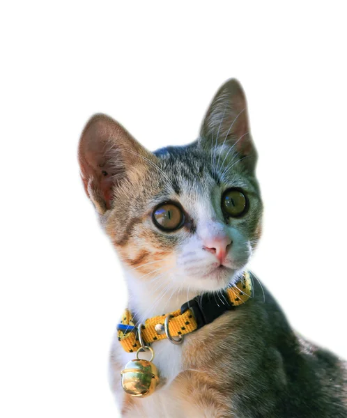 Cat kitten — Stock Photo, Image