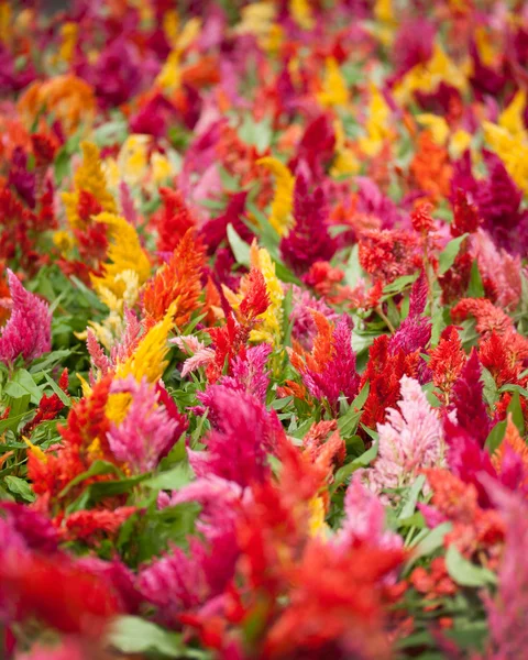 Цветы-кокскомбы — стоковое фото