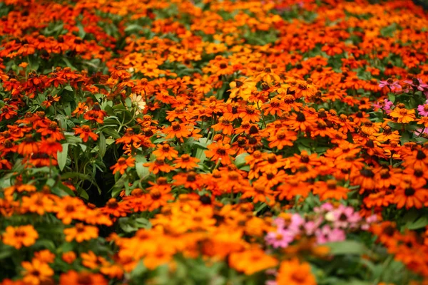 Calendula — Stock Photo, Image