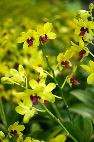 Flores de orquídea —  Fotos de Stock