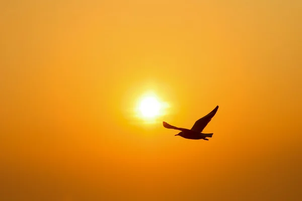 Silhouette Vogel Sonnenuntergang — Stockfoto