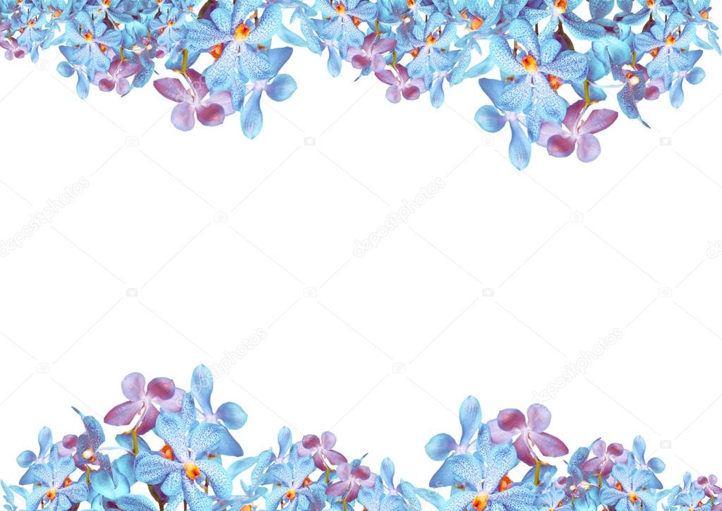 Orchid flowers border — Stock Photo © pkproject 71226359