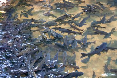 Soro tahammül sazan şelale balık