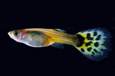 Guppy balık