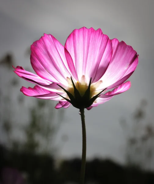 Rosa kosmos blomma — Stockfoto