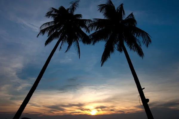 Twin Palm stromů západ slunce — Stock fotografie