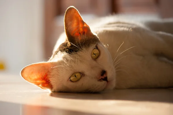 Gato bonito na luz do sol — Fotografia de Stock