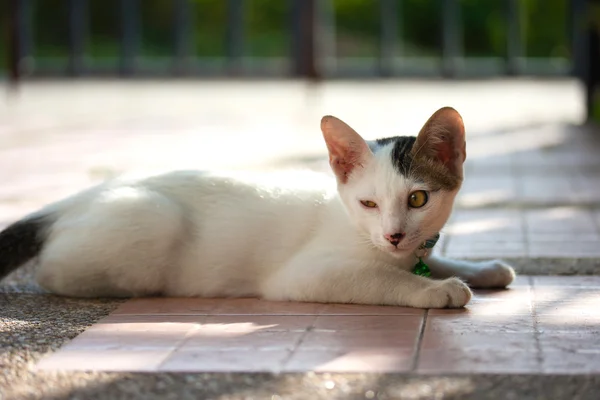 猫や子猫 — ストック写真