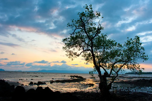 Árvore silhueta ao pôr do sol do mar — Fotografia de Stock