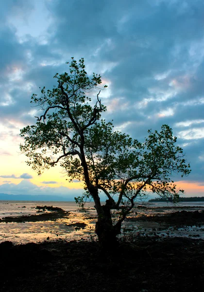 海で夕日シルエット ツリー — ストック写真