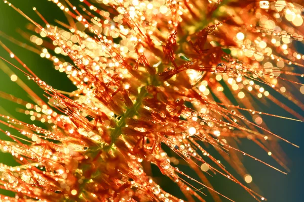 Pennisetum flower close up — Stock Photo, Image