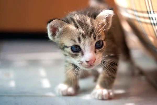 Chaton en plein soleil — Photo