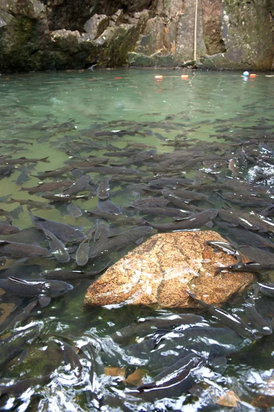 Soro arroyo carpa cascada peces — Foto de Stock