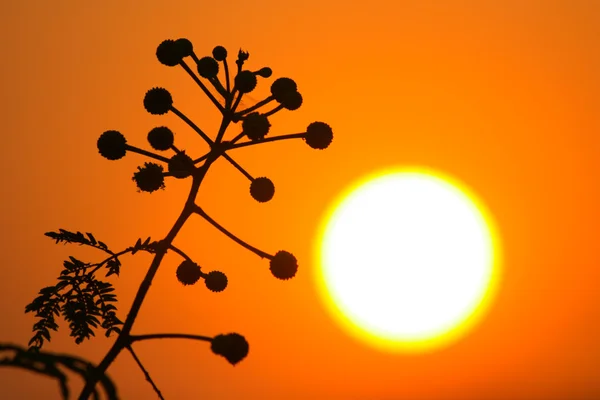 Silhouette Blume im Sonnenuntergang — Stockfoto