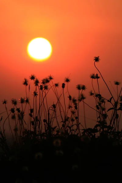 Silhouette blomma i solnedgång — Stockfoto