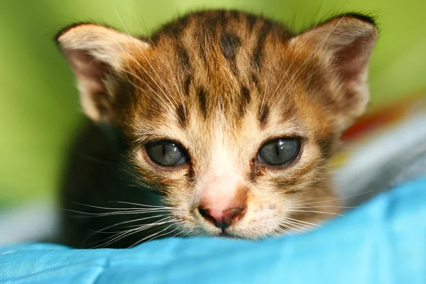 かわいい猫とかわいい子猫 — ストック写真