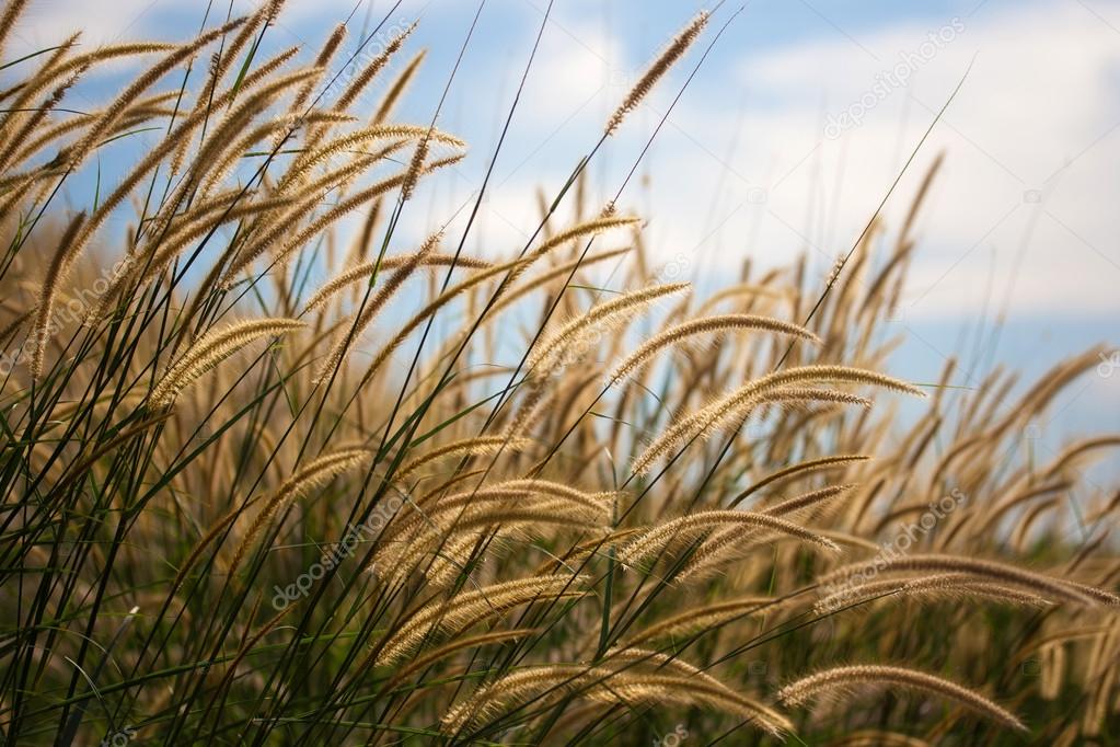 Pennisetum flower