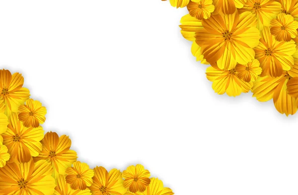 Calendula fiore isolato su sfondo bianco — Foto Stock