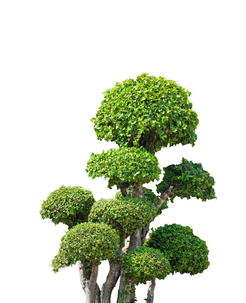 Bonsai träd på vit bakgrund — Stockfoto