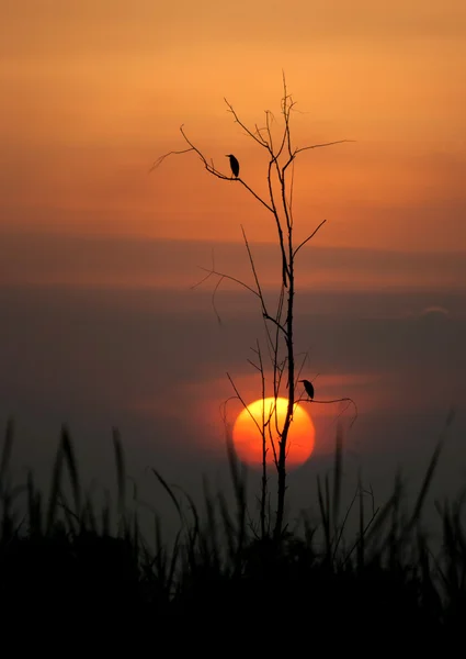 Silhouette fåglar på ett träd vid solnedgången — Stockfoto