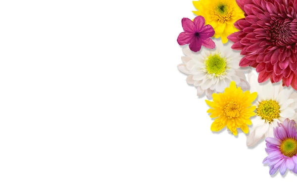 Arranjo flor quadro isolado no fundo branco — Fotografia de Stock