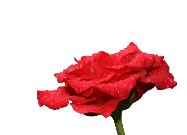 Red rose isolated over white background — Stock Photo, Image