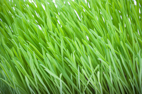 Close up of fresh green grass for cats. Cat grass