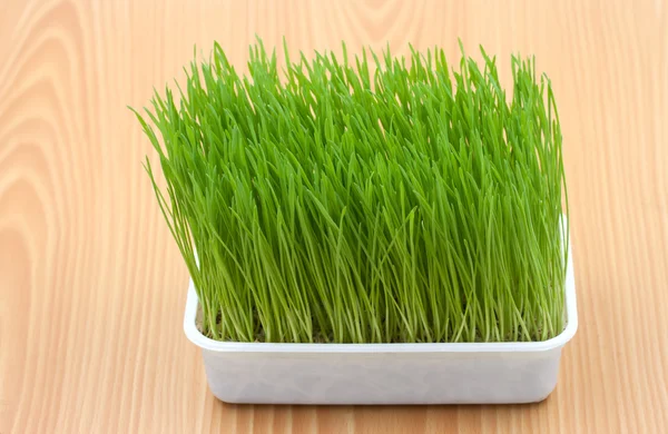 Zöld kisállat fű, macska fű — Stock Fotó