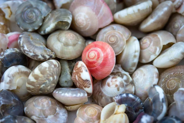 Tayland sahil üzerinde toplanan deniz kabukları — Stok fotoğraf