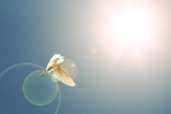 Fliegende Vögel am blauen Himmel — Stockfoto