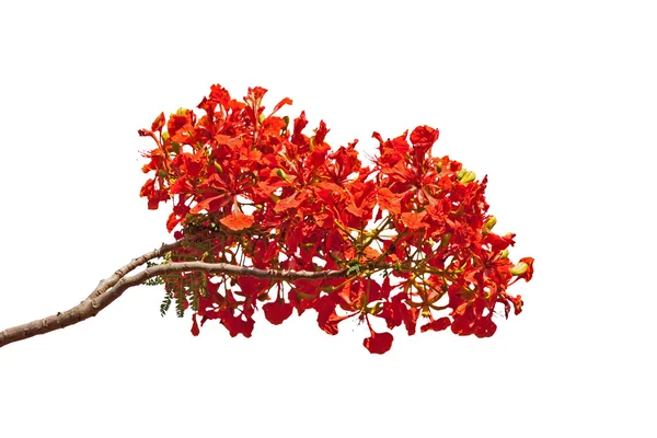 Flam-boyant flower — Stock Photo, Image