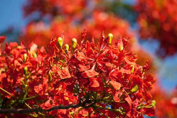 Flor de árbol de fuego, Royal Poinciana flowe — Foto de Stock