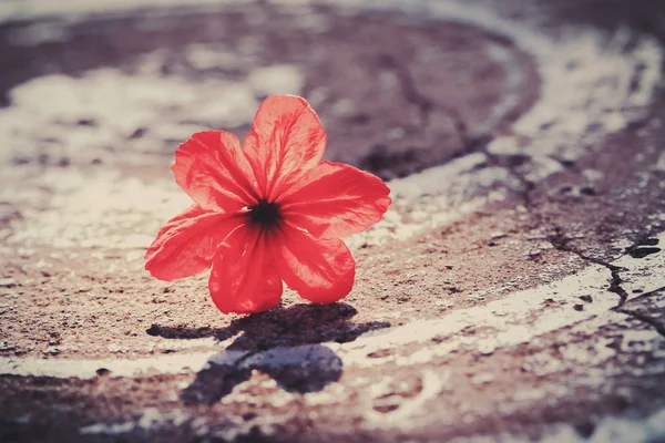 Flor Vintage vermelho — Fotografia de Stock