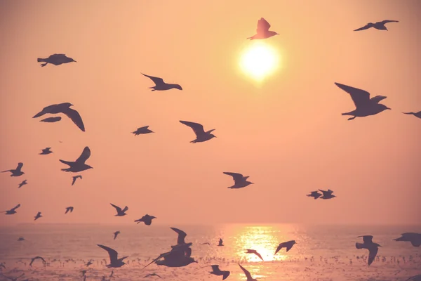 Flying silhouette bird — Stock Photo, Image