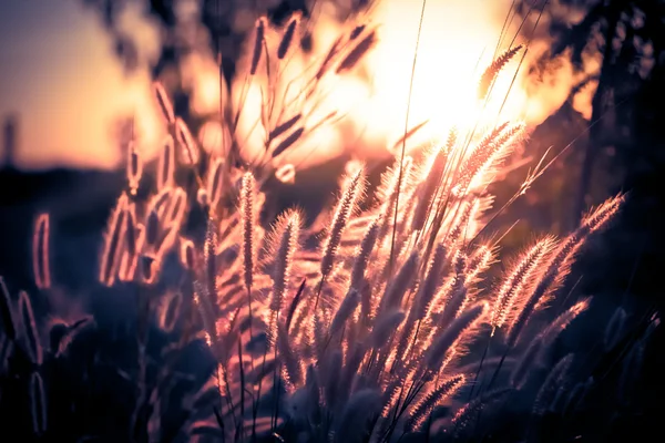 Pennisetum flower in late afternoon sunlight
