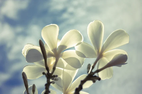 White Plumeria flowers — Stock Photo, Image