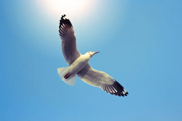 푸른 하늘을 나는 새들 — 스톡 사진