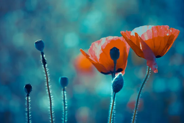 Roter Mohn im Feld — Stockfoto