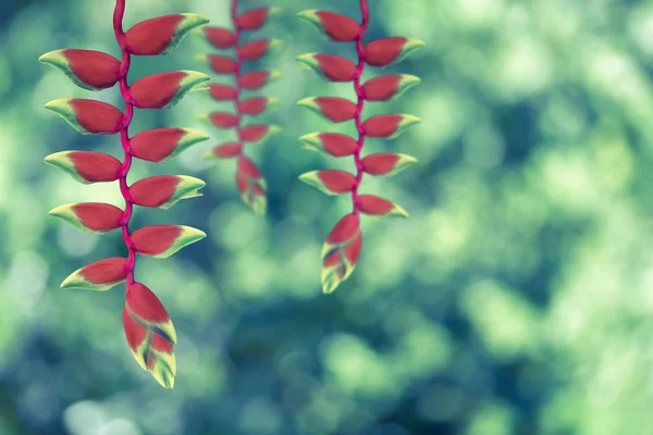 自然の赤 heloconia 花 — ストック写真