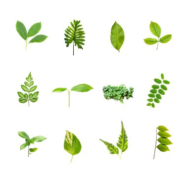 Beyaz arka plan üzerinde izole kümesi yeşil yaprakları.