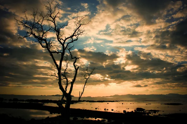 Silhouette Baum mit bunten Wolken Himmel — Stockfoto