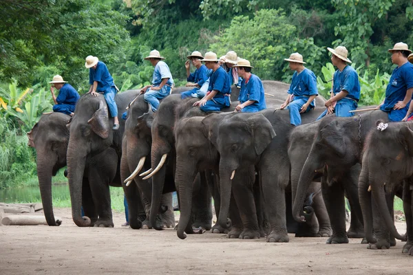 Daily elephant show at The Thai Elephant Conservation Center (TE — Stock Photo, Image