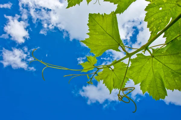 Hojas de uva en una rama —  Fotos de Stock