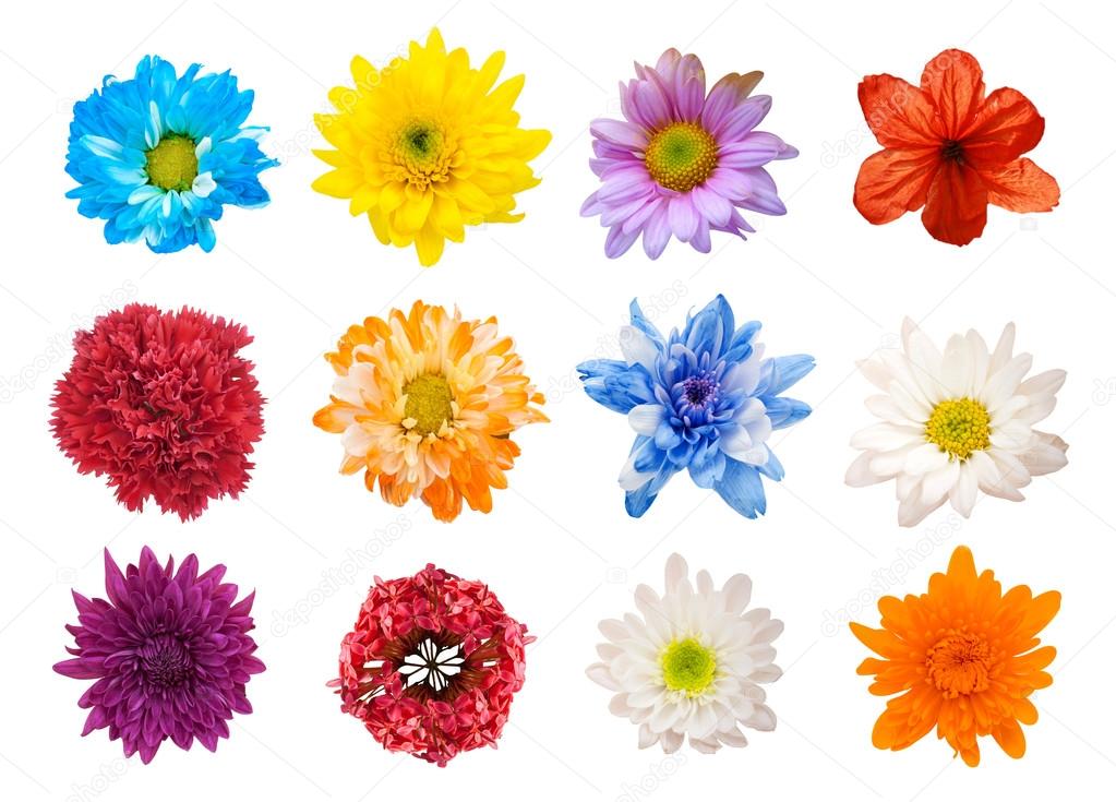 Big Selection of Various Flowers Isolated on White Background