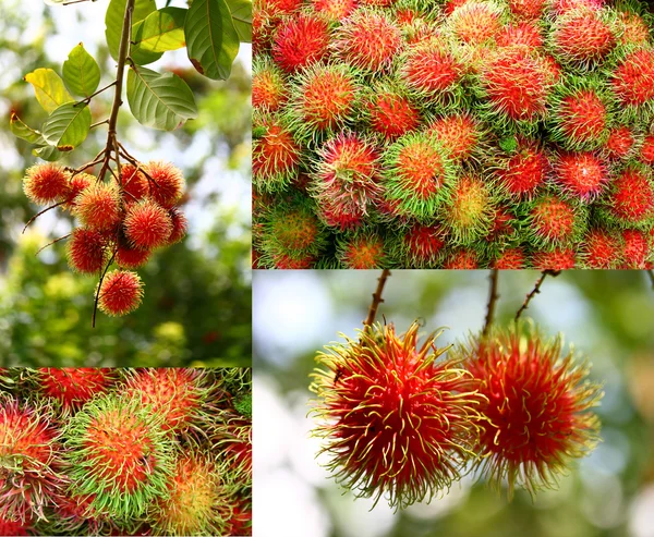 Colagem de frutos de rambutão — Fotografia de Stock