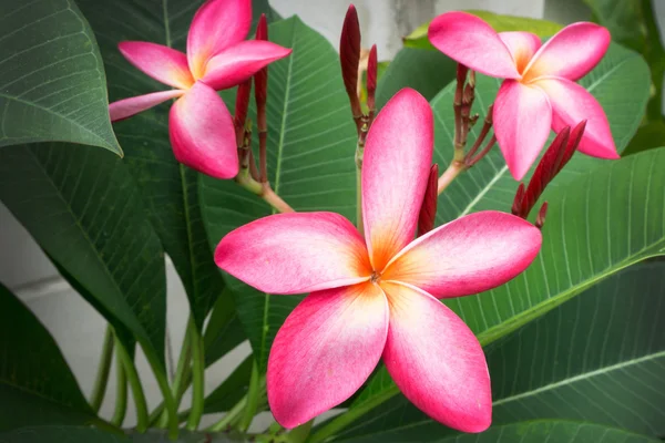 Plumeria spp. (flores de frangipani, Frangipani, Pagoda árbol ) — Foto de Stock