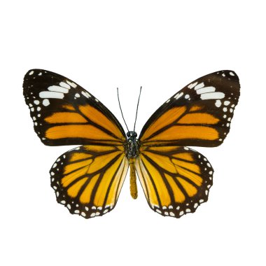 ortak kaplan kelebek, Danaus Genutia, monarch kelebek isol