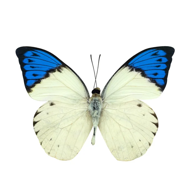 Stor blå spets fjäril isolerad på vit — Stockfoto